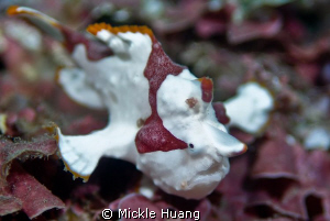 I AM FLYING !
Juvenile Frogfish
Northeast Coast Taiwan by Mickle Huang 